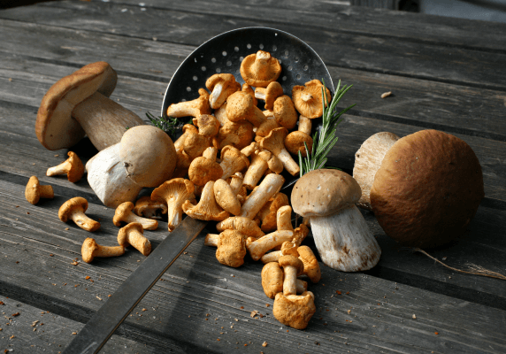Quel vin pour accompagner des champignons ?