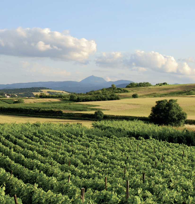 Escapades en terres de vin : l’Auvergne