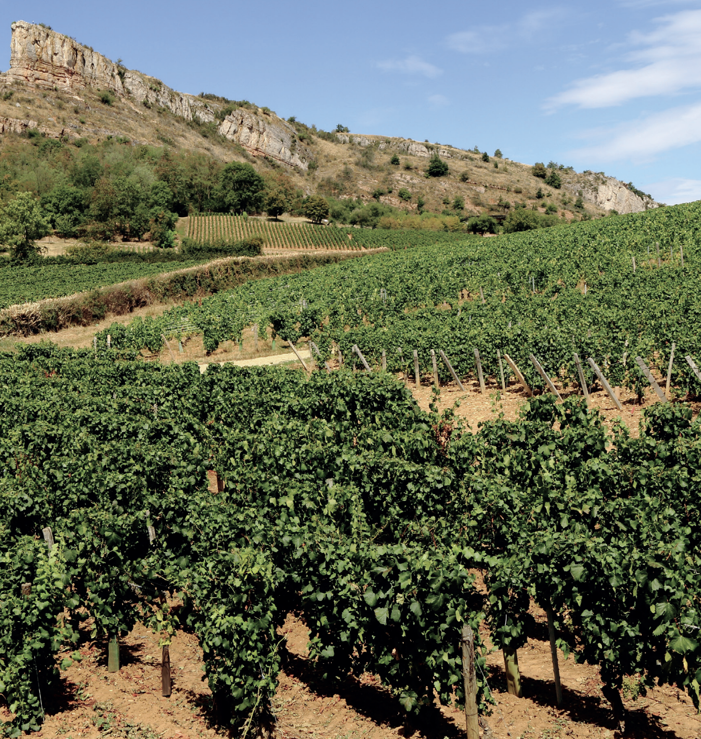 Escapades en terres de vin : la Bourgogne