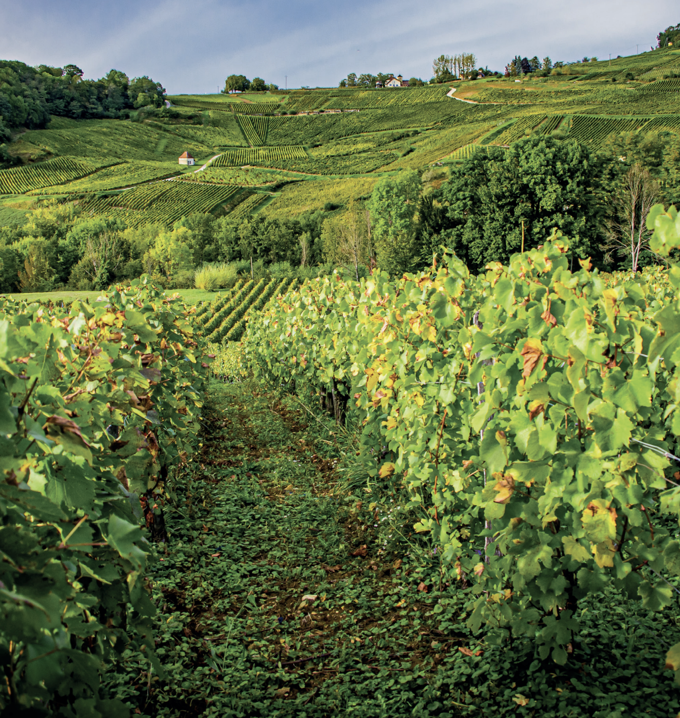 Escapades en terres de vin : le Jura