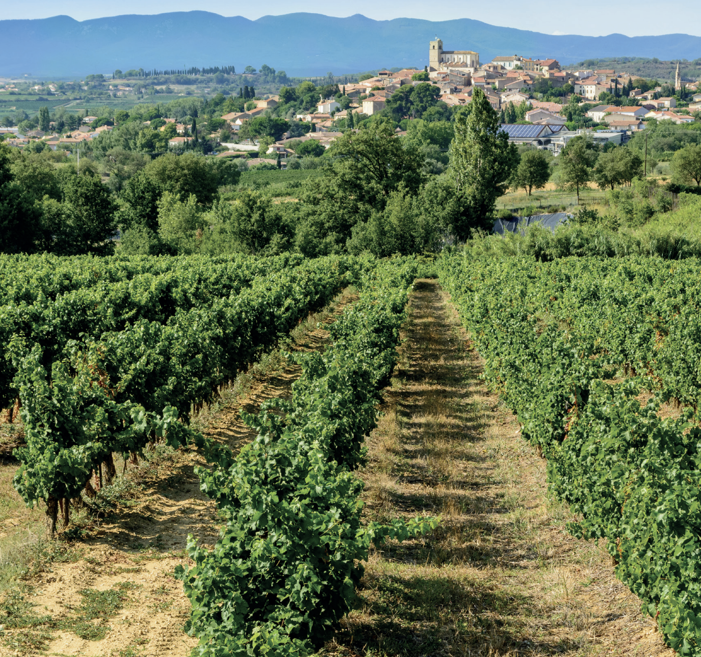 Escapades en terres de vin : le Languedoc-Roussillon