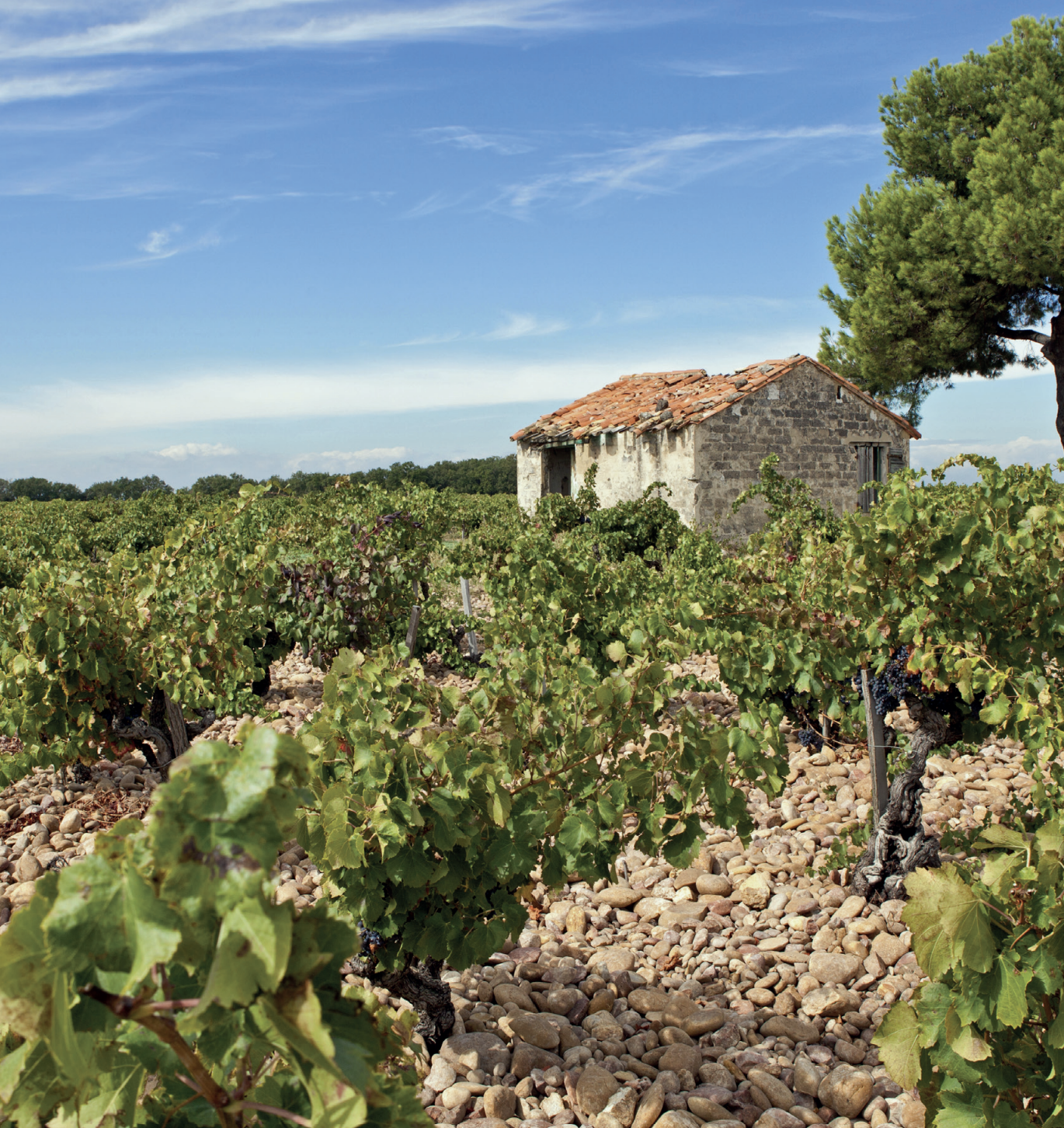 Escapades en terres de vin : la Provence