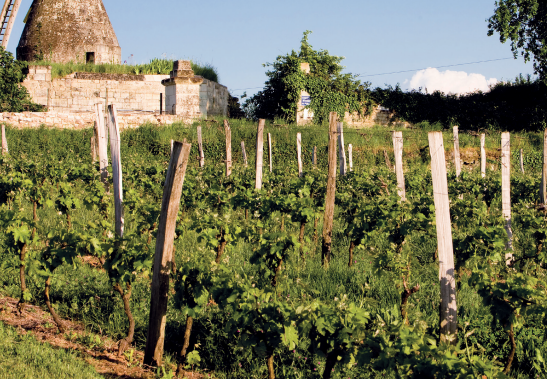 Escapades en terres de vin : la Vallée de la Loire