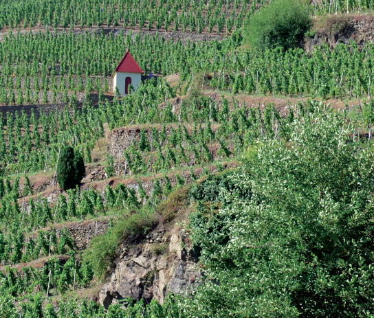 Escapades en terres de vin : la Vallée du Rhône